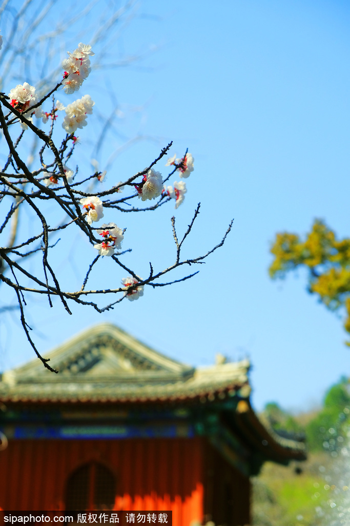 春色满园大觉寺 ，玉兰花开动京城