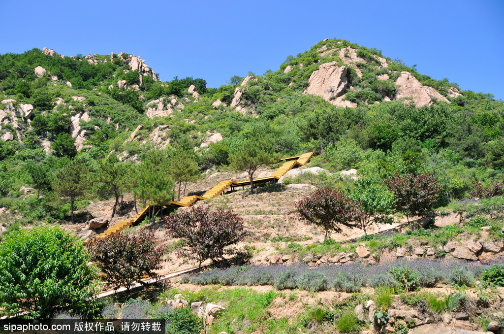 云峰山：梦田薰衣草园