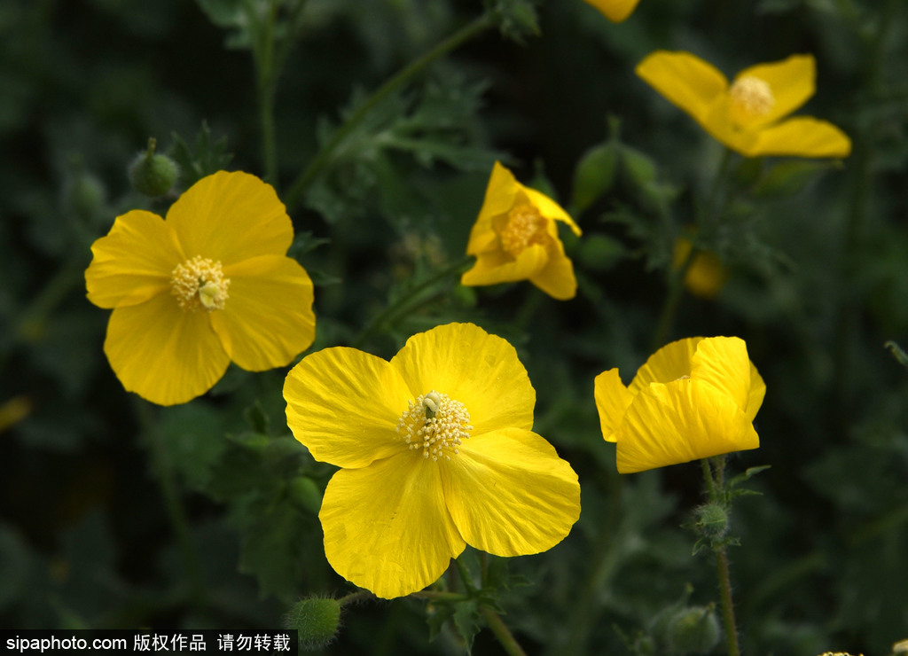 北京街头秃疮花开