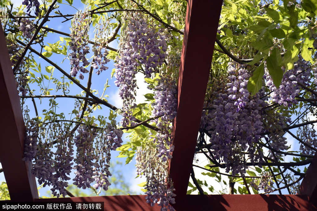 颐和园紫藤萝进入最佳观赏期