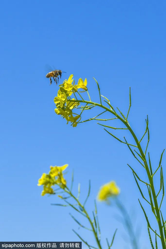 丰台怪村油菜花