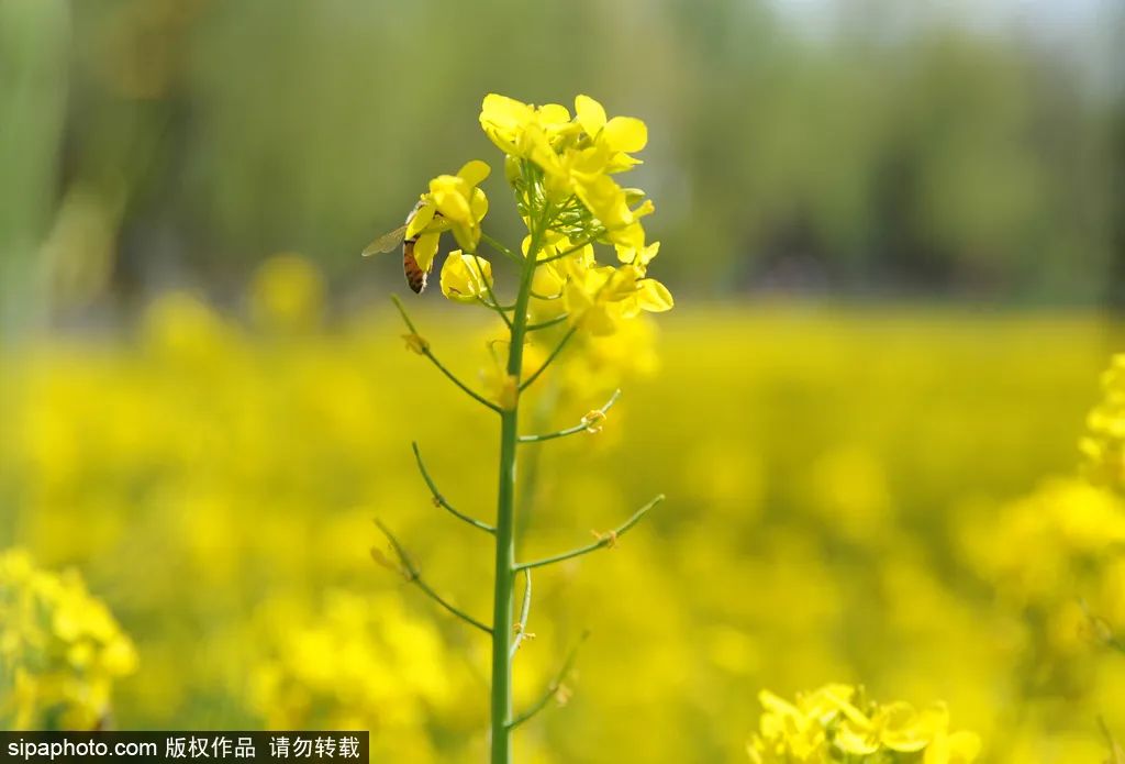 京城梨园公园油菜花