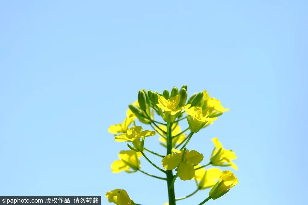 玉东郊野公园油菜花