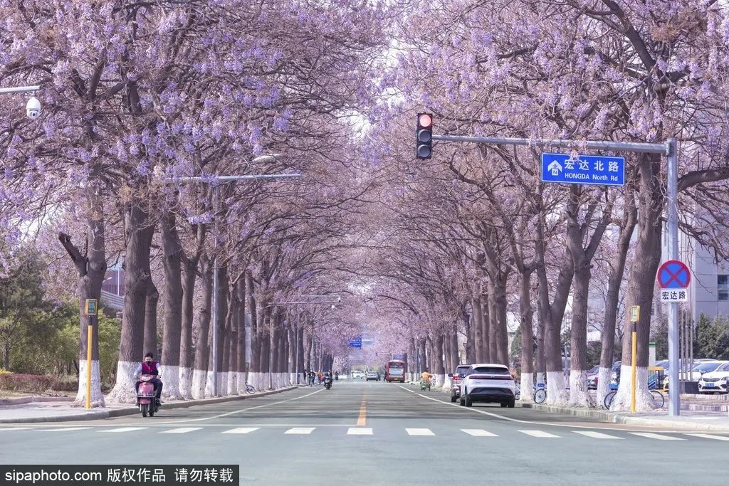 宏达北路泡桐花大道