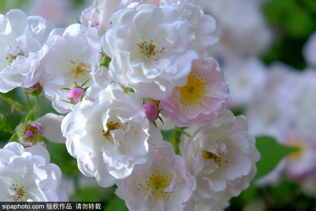 北京五月，蔷薇花开香满城