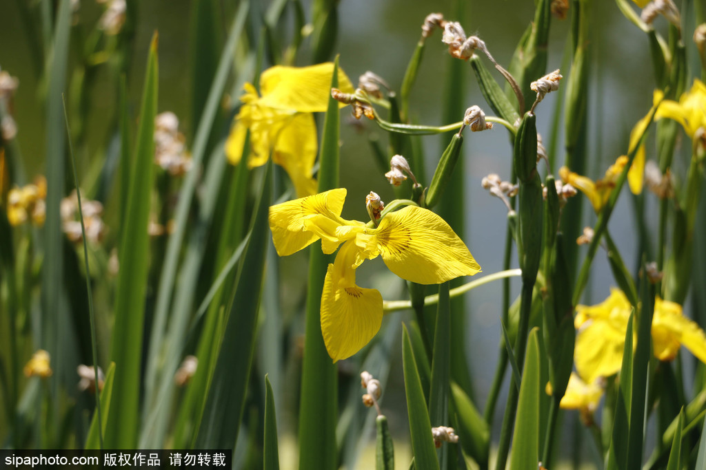 玉渊潭公园内黄菖蒲花开，初夏美景吸引游客