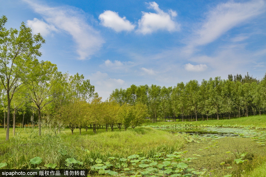 林水交融的湿地森林，东郊湿地公园