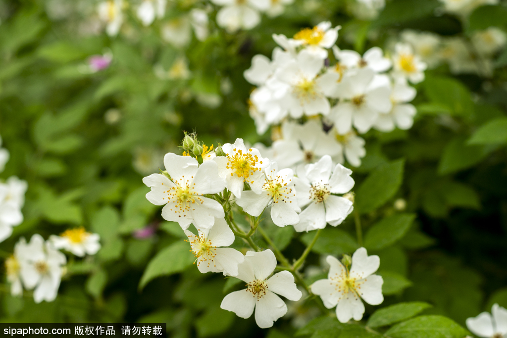 通州郊游好去处，第五季龙水凤港生态农场