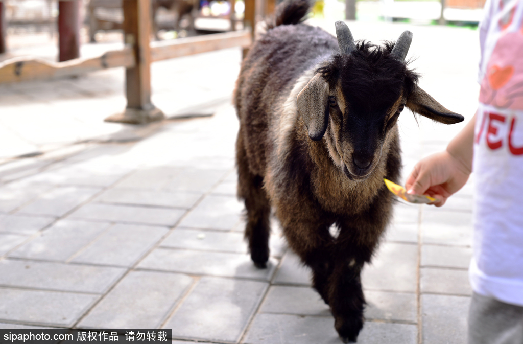 萌宠聚集地，怀柔鹿世界主题公园