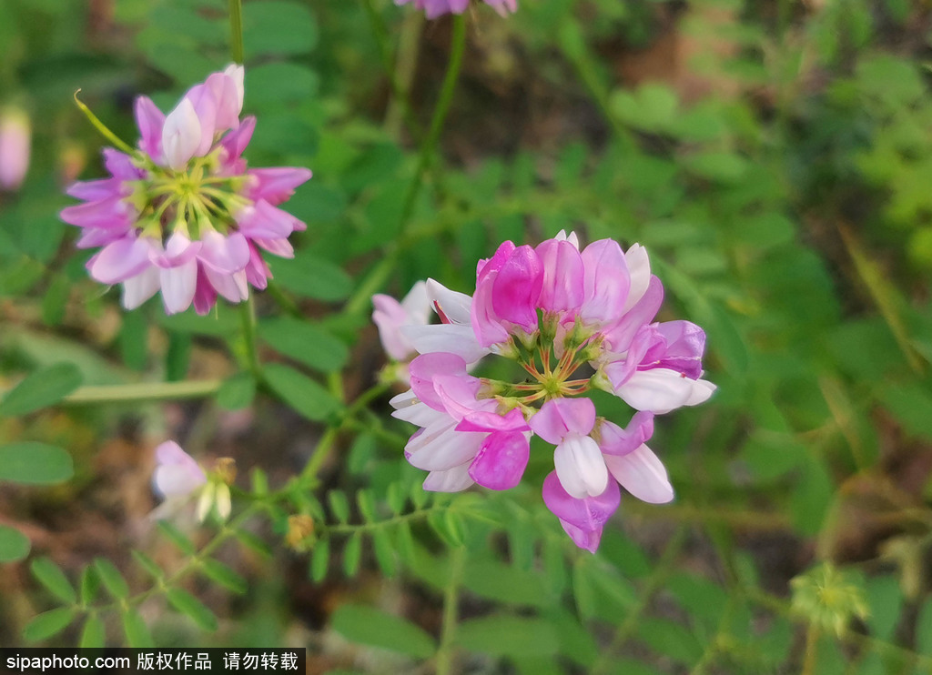 夏日晴好，街头小冠花娇俏可爱