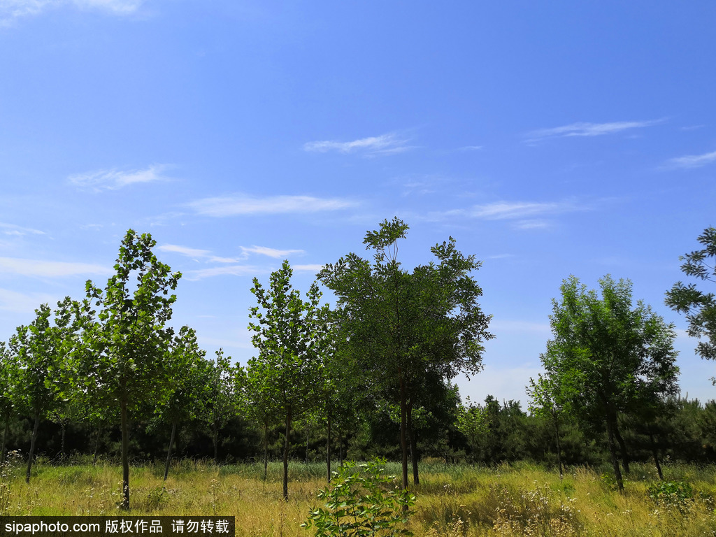 端午节前后天气晴朗，蓝天白云景致美