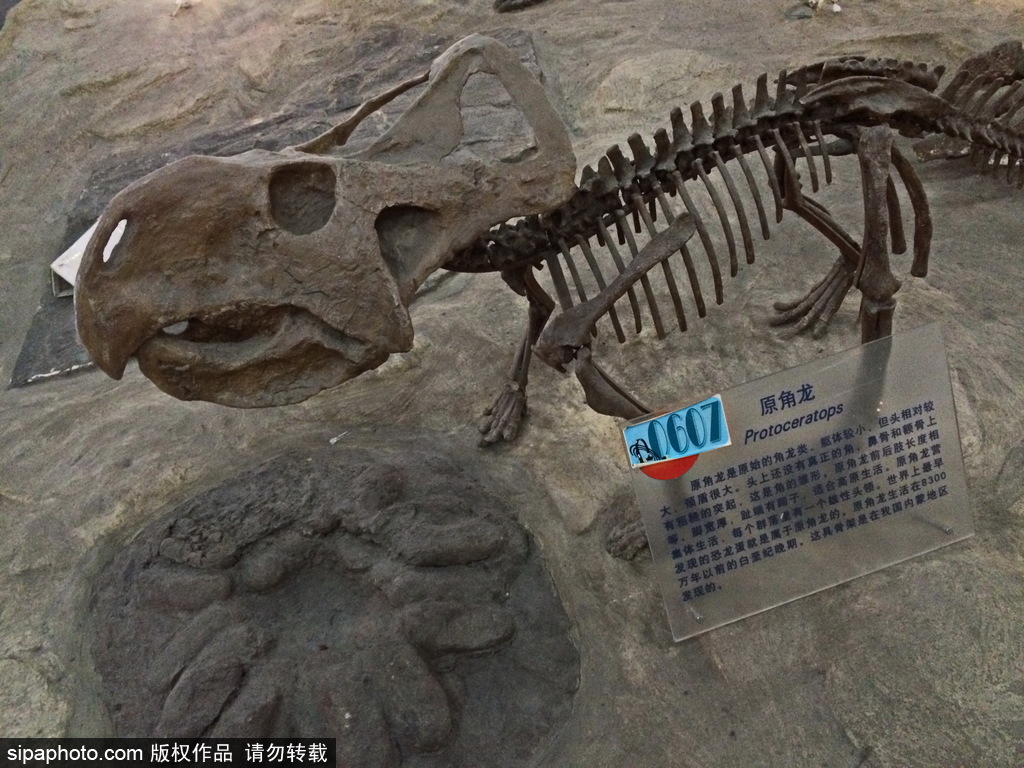 北京自然博物馆：恐龙骨架展览