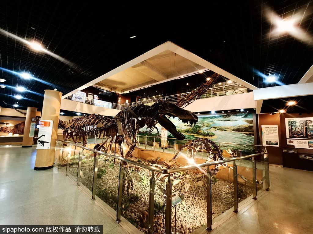 中国古动物馆博览，以古生物化石普及自然科学知识