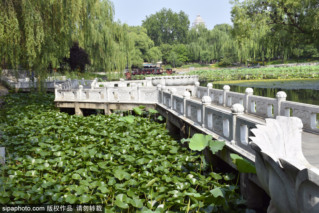 “夏至”将到，紫竹院公园绿意葱茏景致好