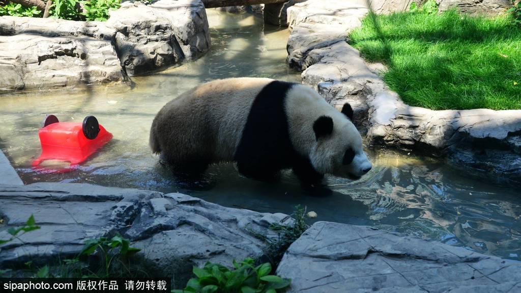 北京动物园奥运熊猫馆，大熊猫憨态可掬