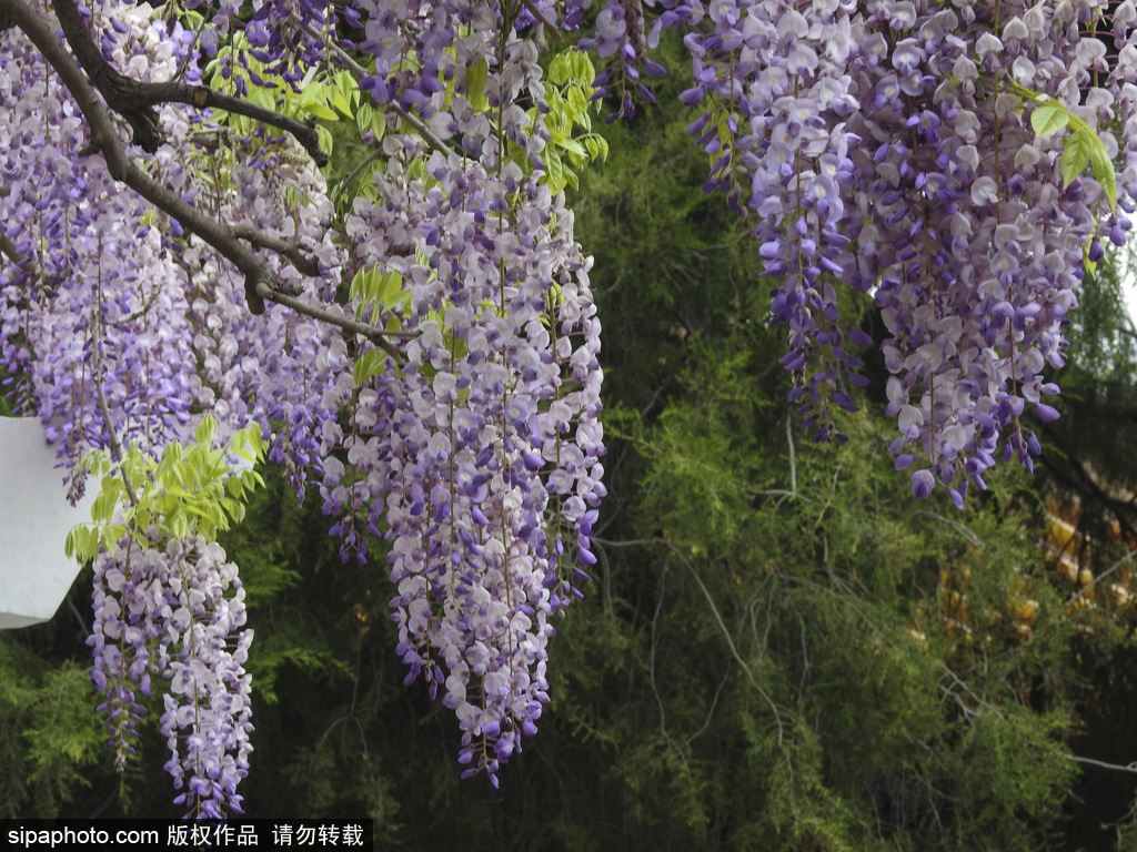 北京：紫藤花盛开