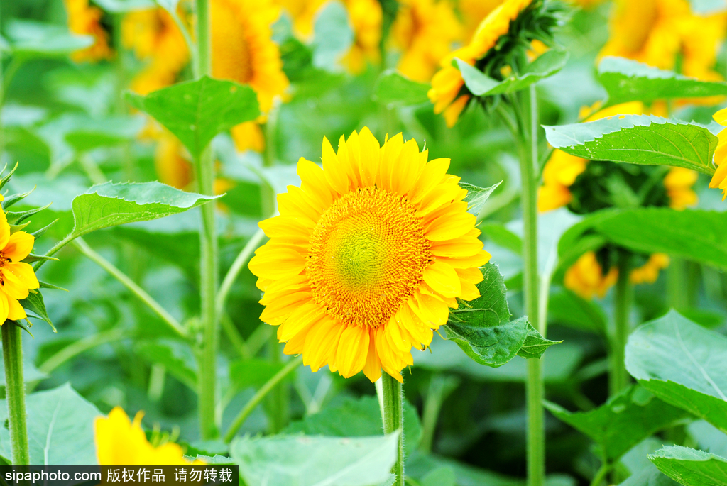 北京奥森公园葵花季