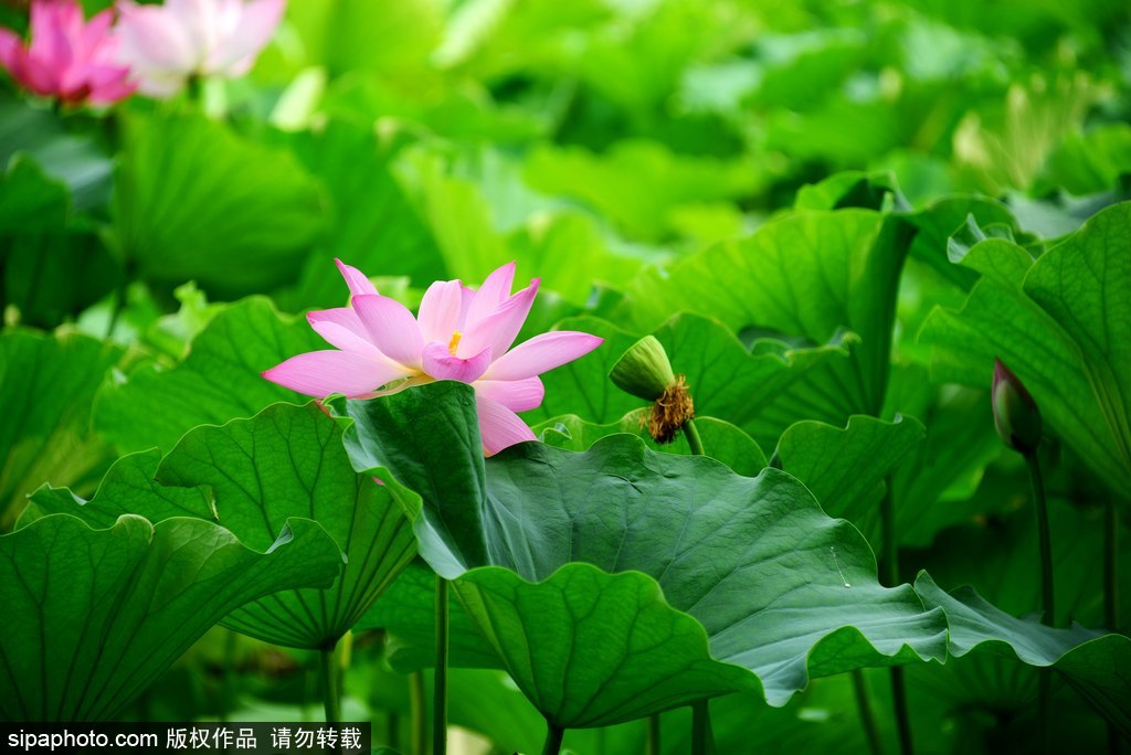 北京紫竹院公园荷花正盛