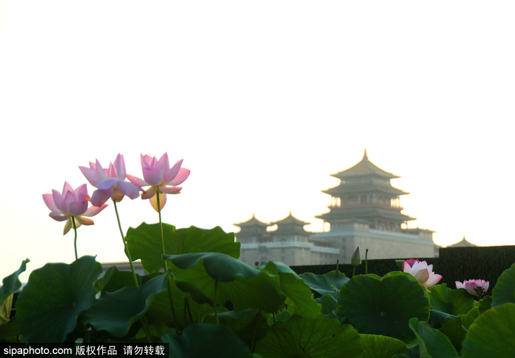 秋时节 莲花池公园荷花娇艳绽放别样美