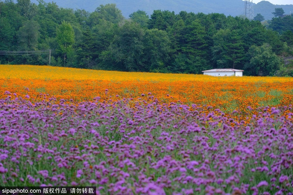 千亩花朵陆续绽放，北京延庆四季花海正值花期