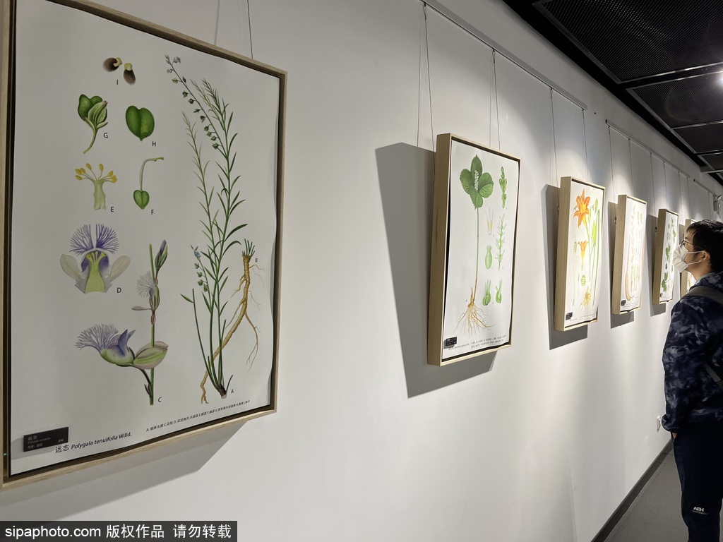 LIAN植物绘画艺术金秋特展亮相国家植物园