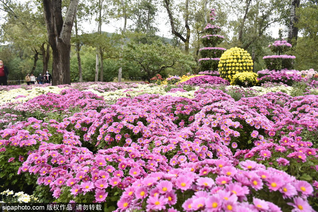 国家植物园高颜值菊花迎来最佳观赏期，色彩缤纷宛如巨幅“五彩地毯”