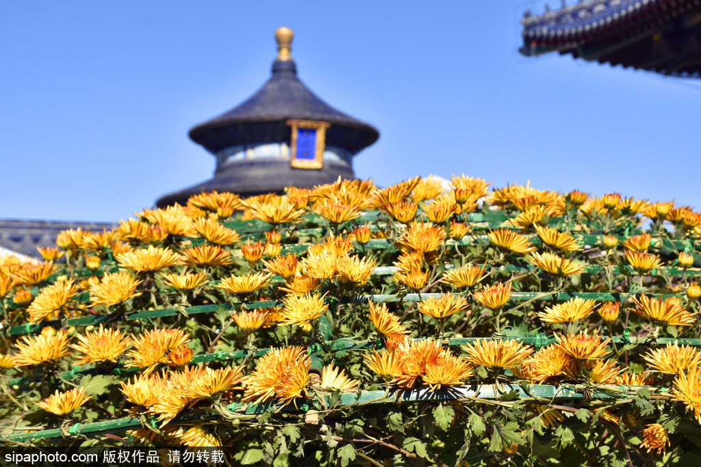天坛“大立菊”一株花开上千朵，创历年开花数量之最