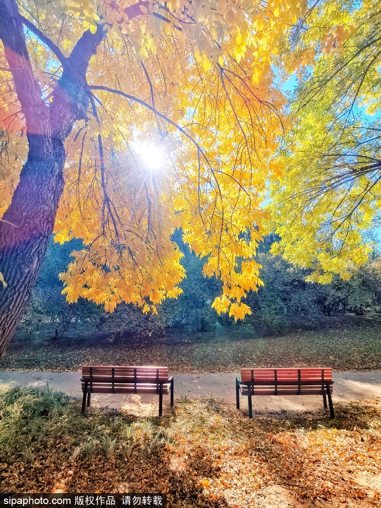 北京奥林匹克森林公园沿河觅秋景 五彩斑斓美如画