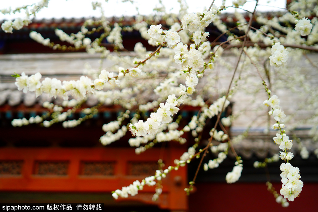 北京：雍和宫墙外碧桃花开 纯白如雪