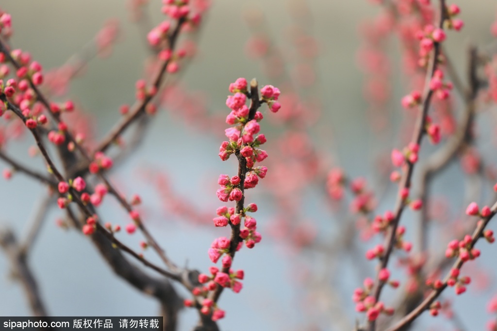 北京：春分好时节游金中都公园风景美