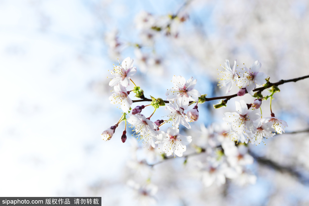 北京：玉渊潭公园樱花节开幕