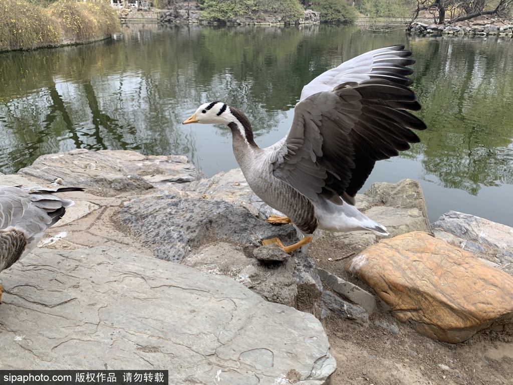 北京：动物园白天鹅、斑头雁伸脖展翅“摆pose”