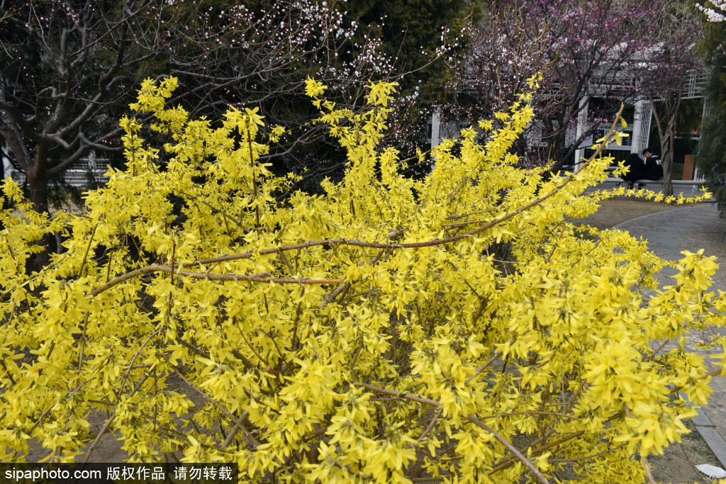 北京：中山公园古建筑旁连翘花开带来“满地金黄”，香气扑鼻令人陶醉