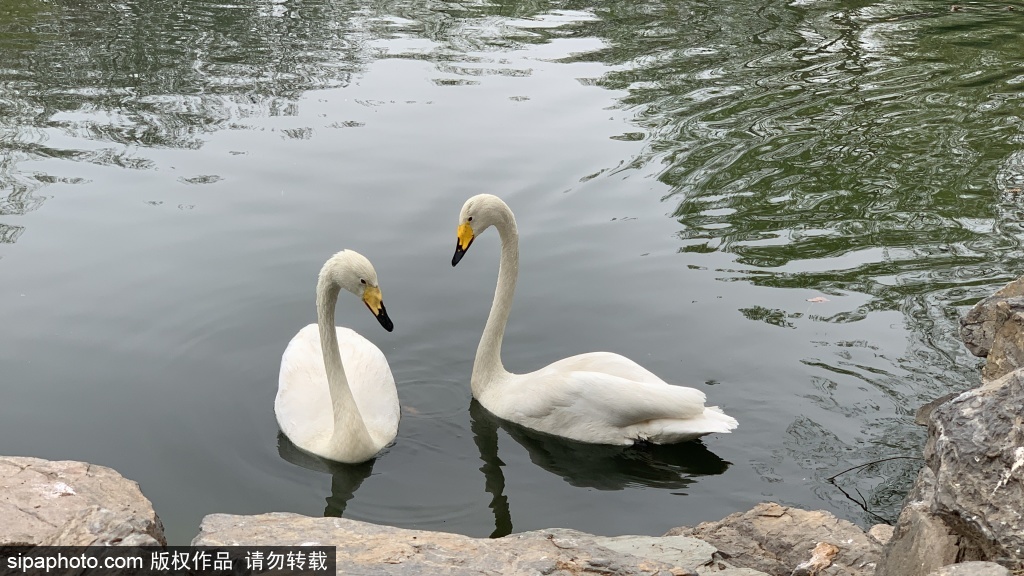 北京：动物园白天鹅、斑头雁伸脖展翅“摆pose”