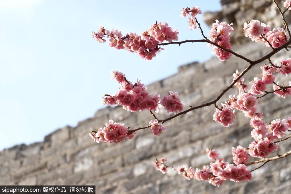 北京：梅花与城墙相约北京崇文门