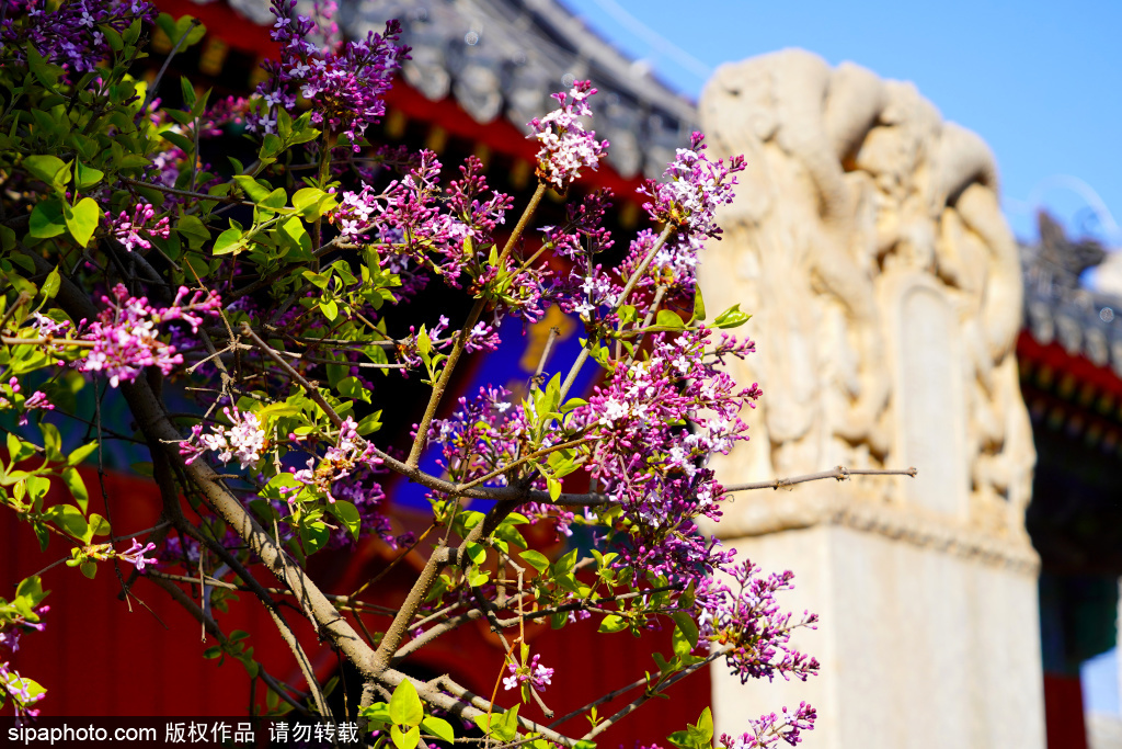 北京：明代古建筑智化寺梨花和丁香花盛开 吸引游客驻足拍照