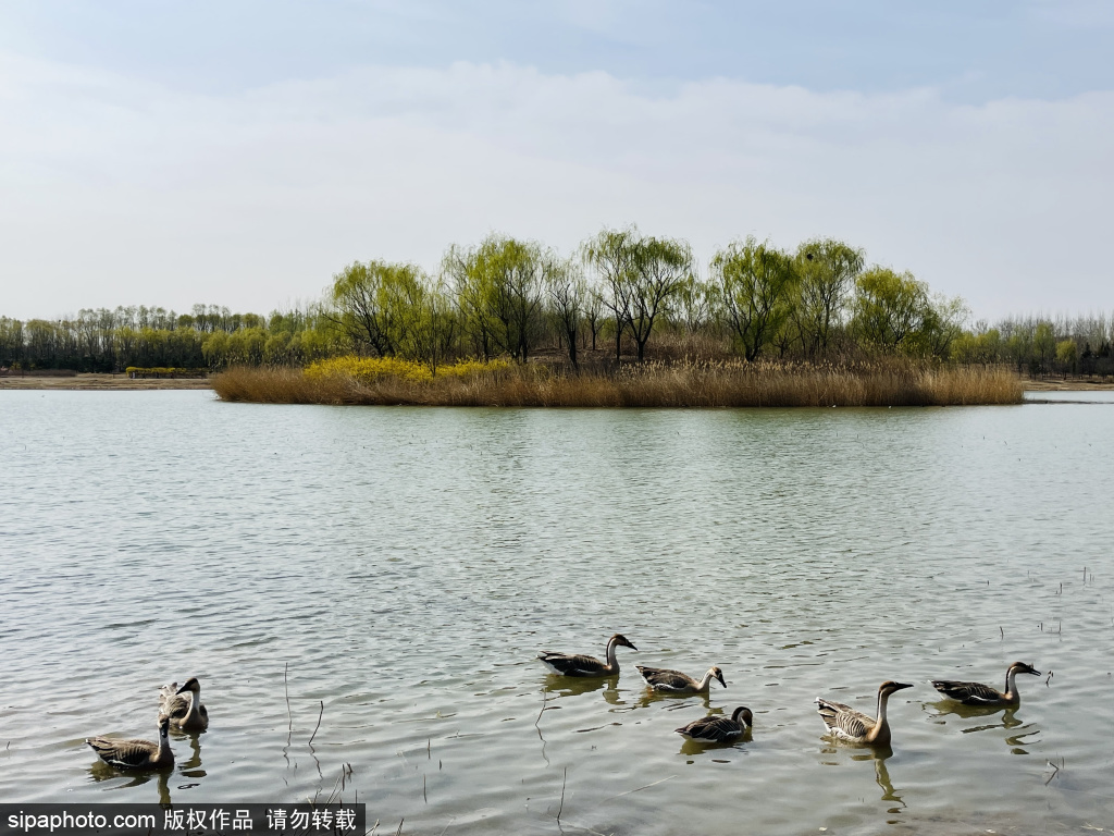 北京：南海子湿地公园的春天