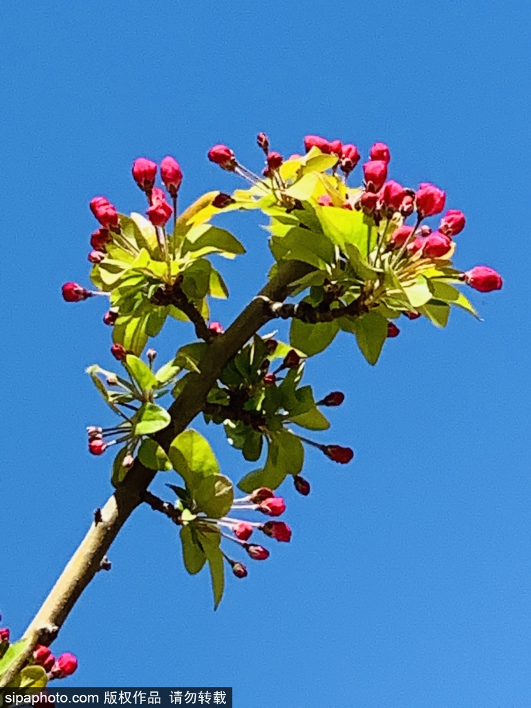 海棠花溪花苞初露，“春律行将半，繁枝忽竞芬”