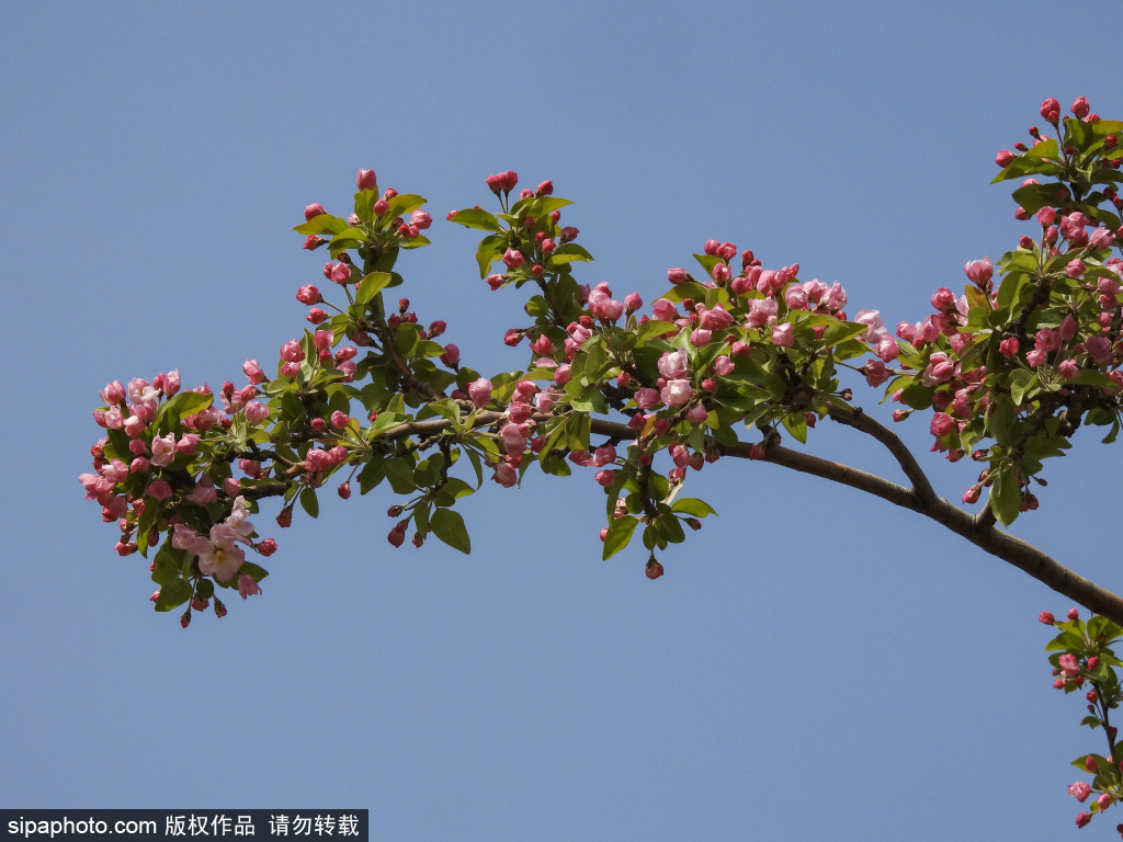 台湖公园海棠花盛开在绿叶之中