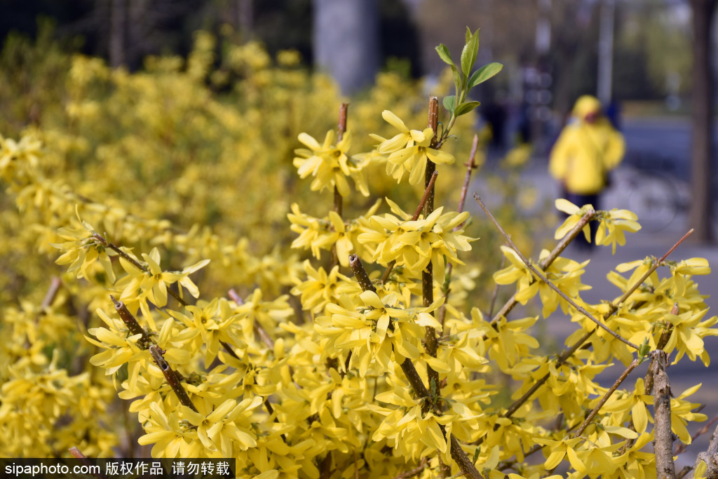 北京：清明假期临近连翘花开带来“满地金黄”，香气扑鼻令人陶醉