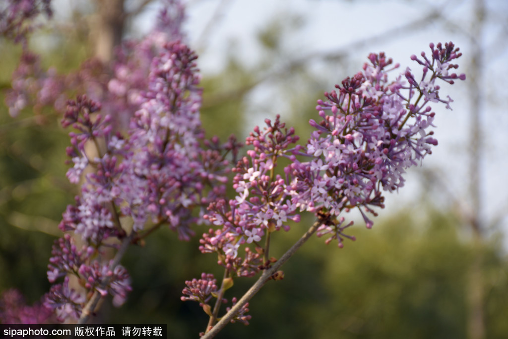 北京：清明临近街头丁香花进入最佳观赏期，花团锦簇芳香扑鼻似“雪海”