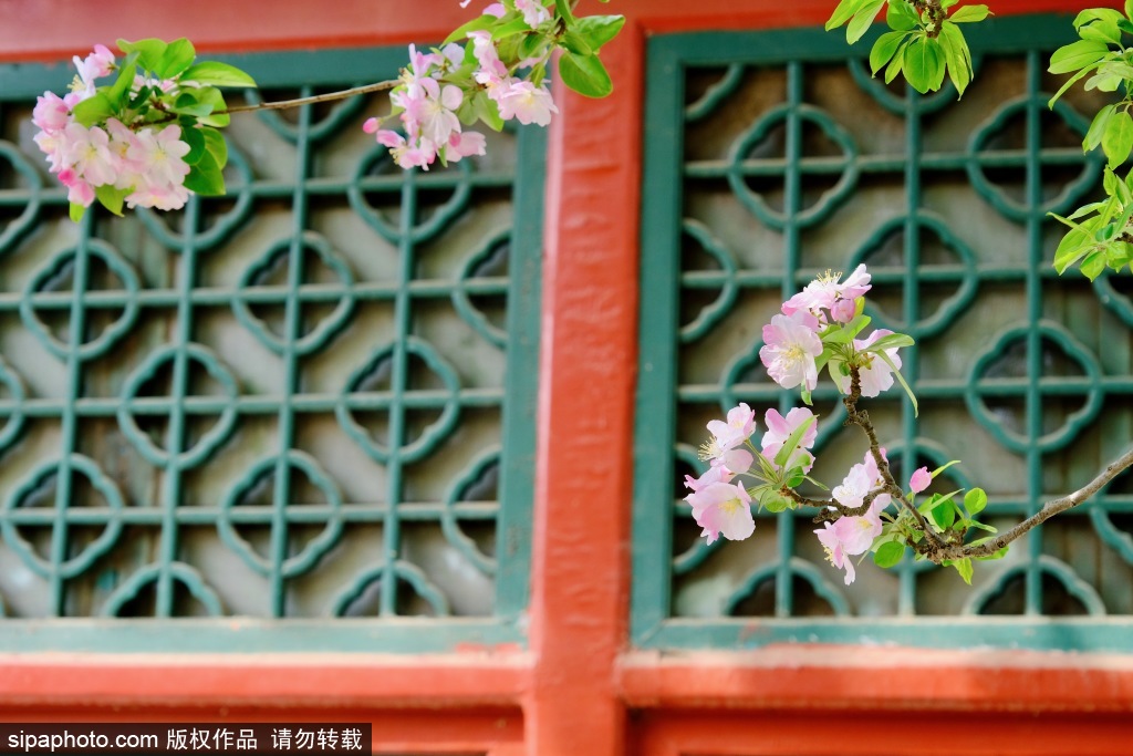 北京元大都遗址公园海棠渐入盛花期 又见“海棠映花溪”美景