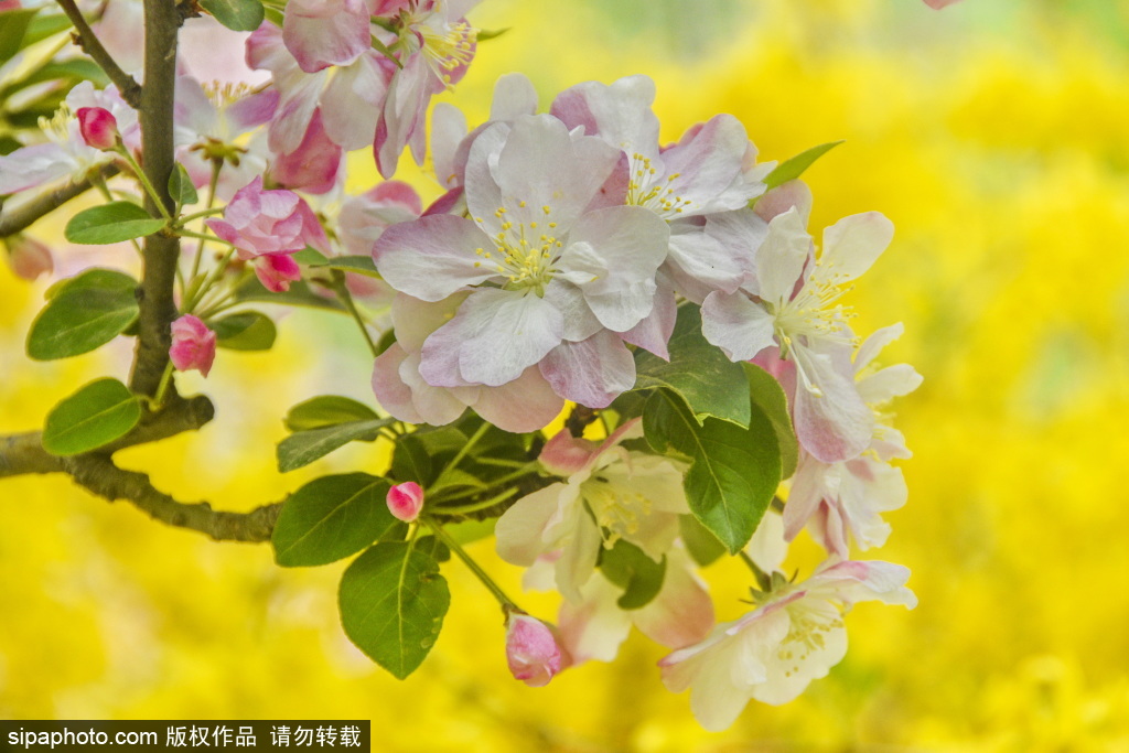 “海棠花溪”的魅力春天