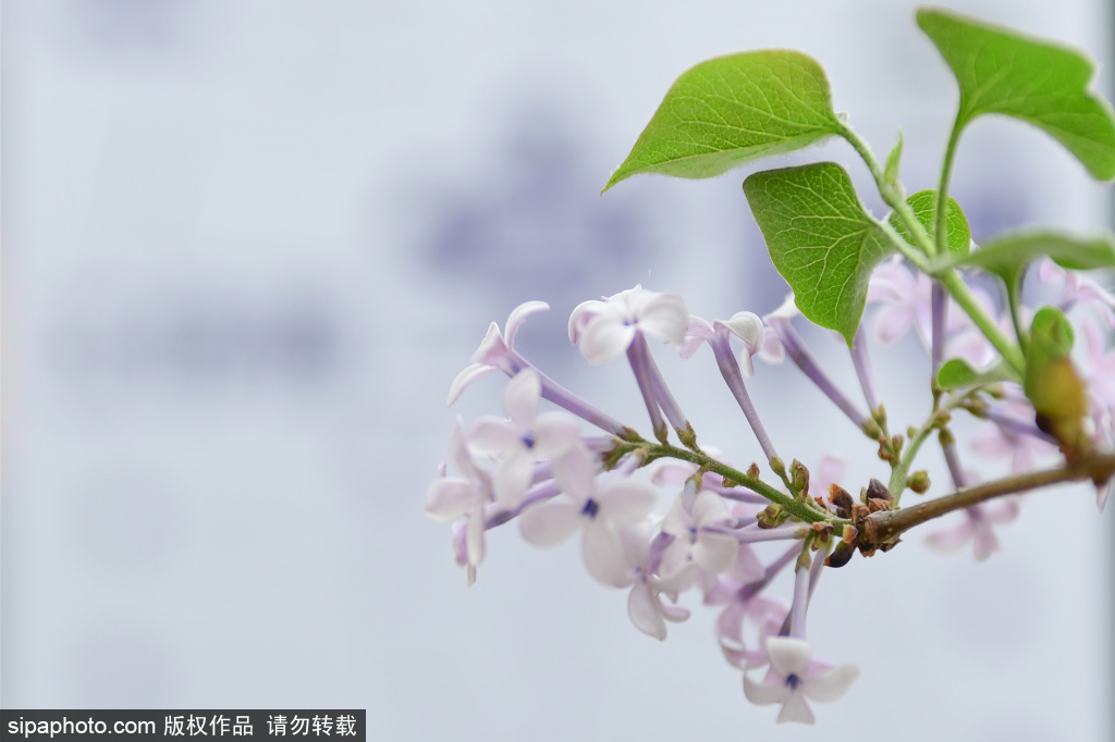 淡淡香气飘 赏花到751