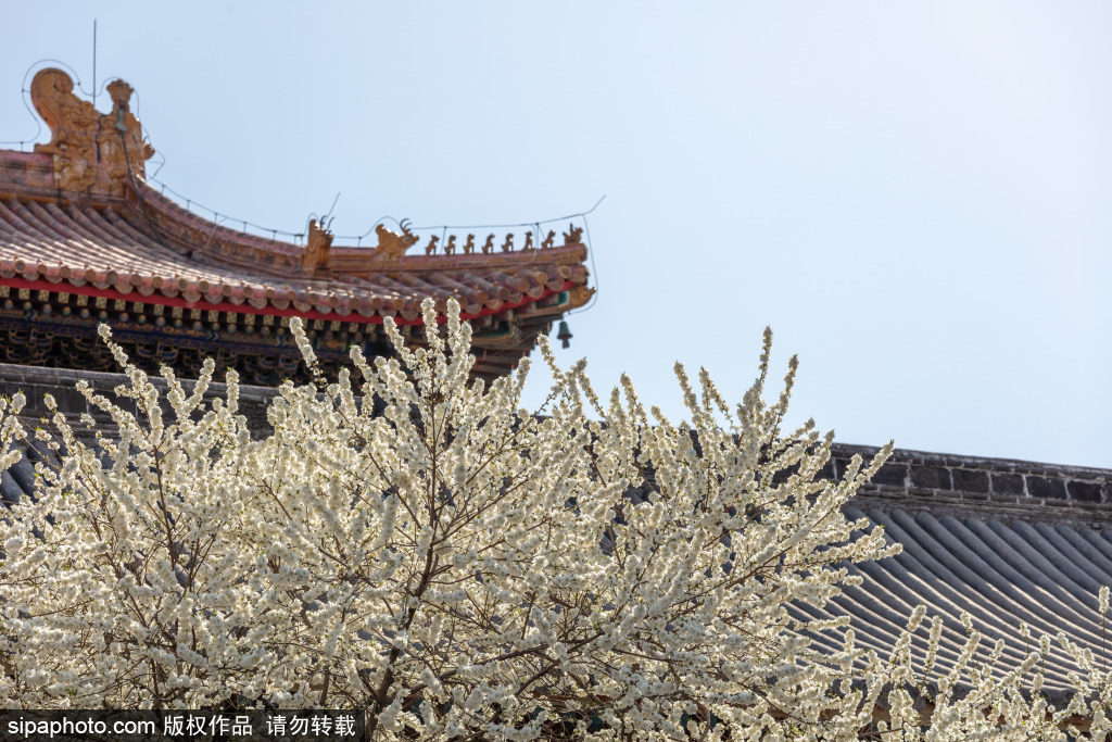 北京雍和宫：桃花绽放