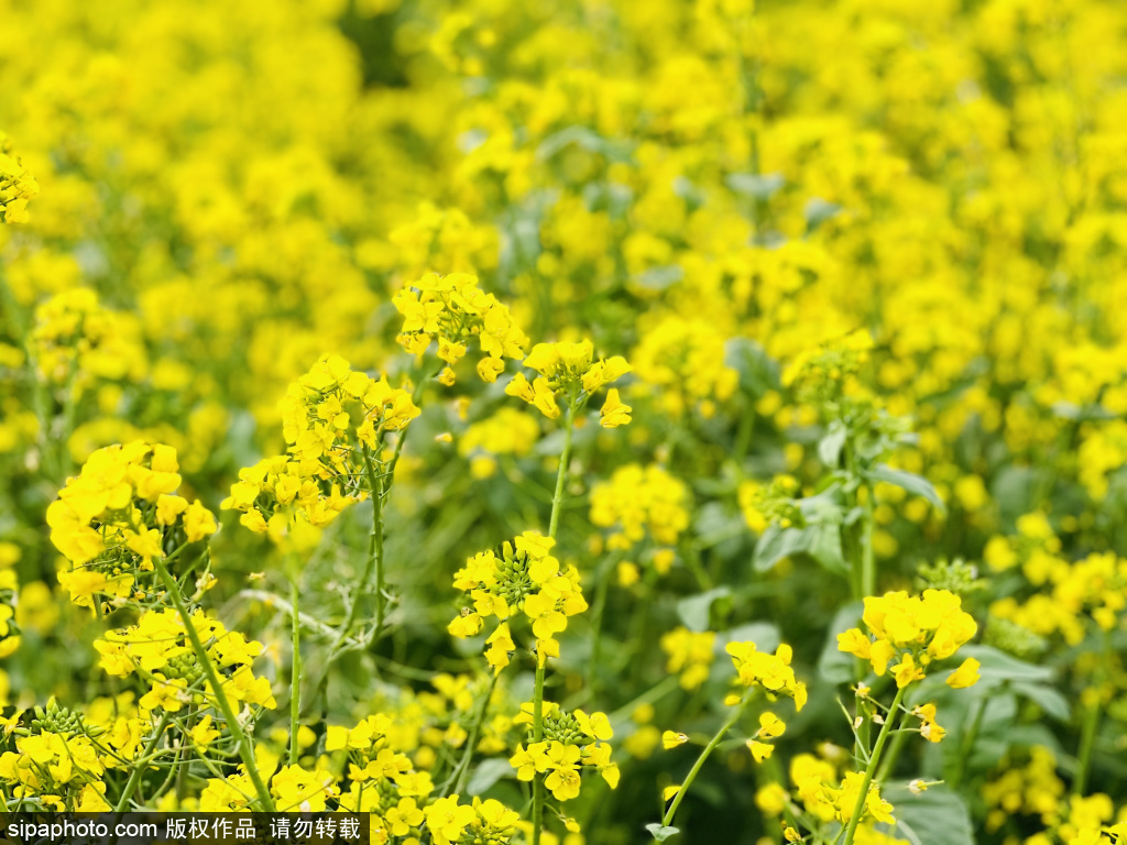 紫谷伊甸园油菜花海春光无限美