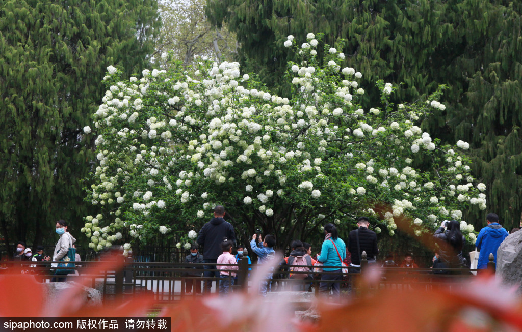 清明假期 踏青赏花