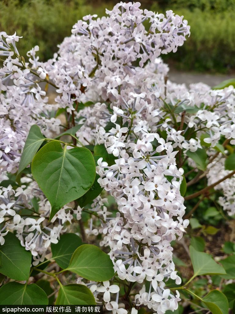 清明节小雨过后 凉水河岸边花开正当时