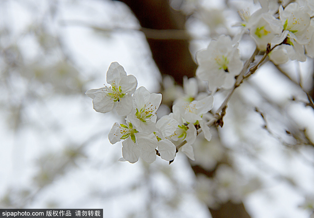 春花开放惹人醉