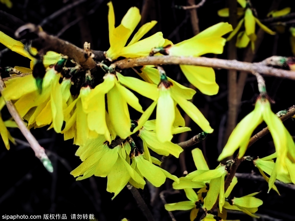 花开叶绿景色美